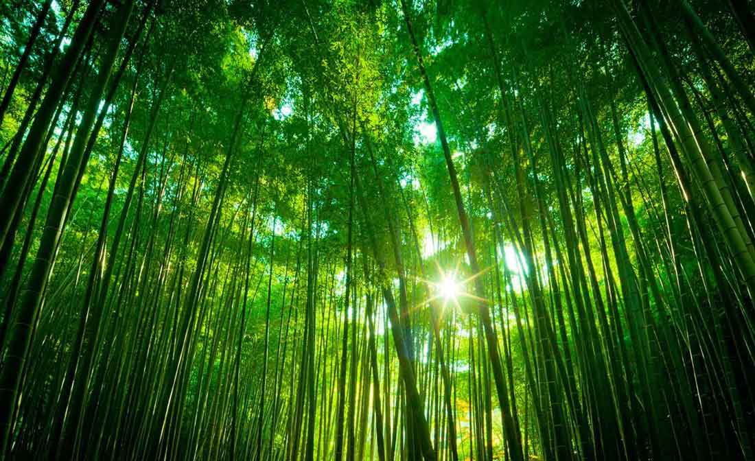 PAIRFUM green smell bamboo forest room fragrance natural perfume