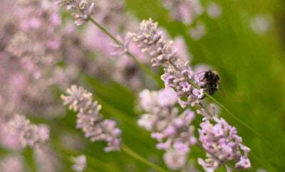 Pink Lavender Fragrance Bee