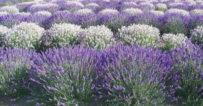 Purple White Lavender Field Scent