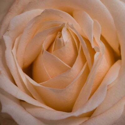 Pairfum Home Fragrance Rose Scented Candle Ruslan Keba