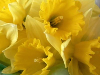 Pairfum Windsor Woodland Daffodil Home Fragrance Oil 14