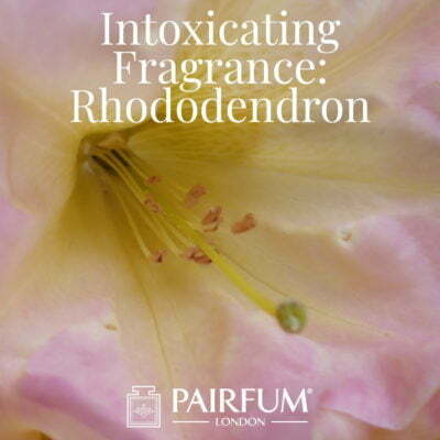 Windsor Park Intoxicating Perfume Rhododendron under the influence