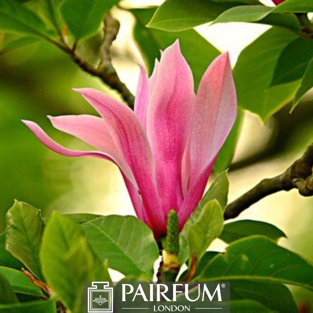 An Article about Magnolias - PAIRFUM London