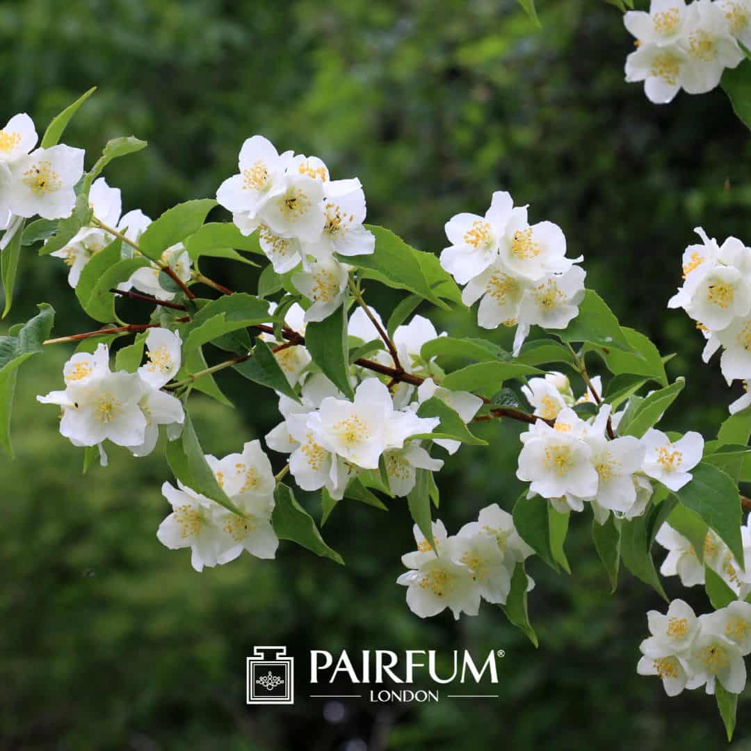 Jasmine Perfume Extraction