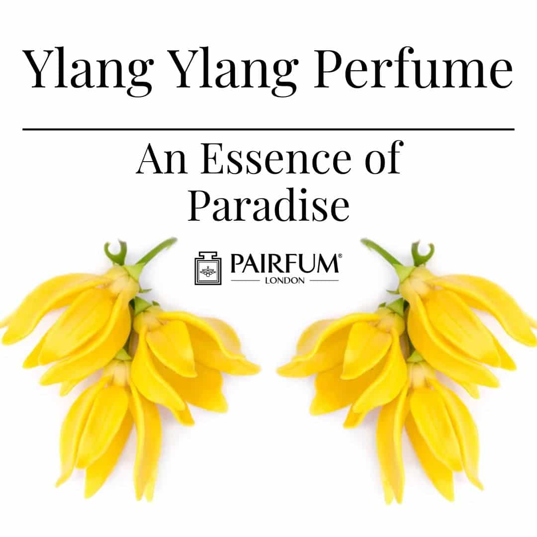 Ylang Ylang Perfume