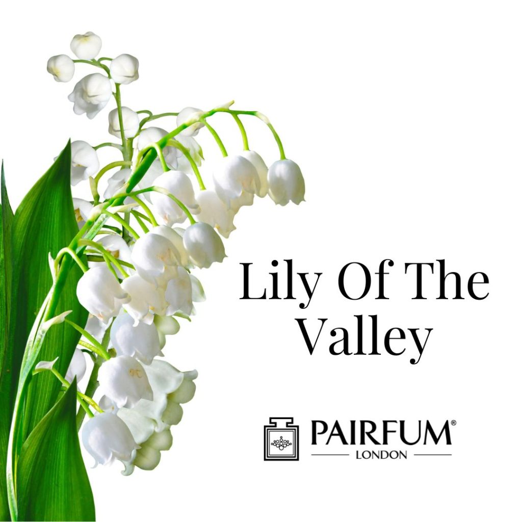 Lily Valley Perfume Flowers