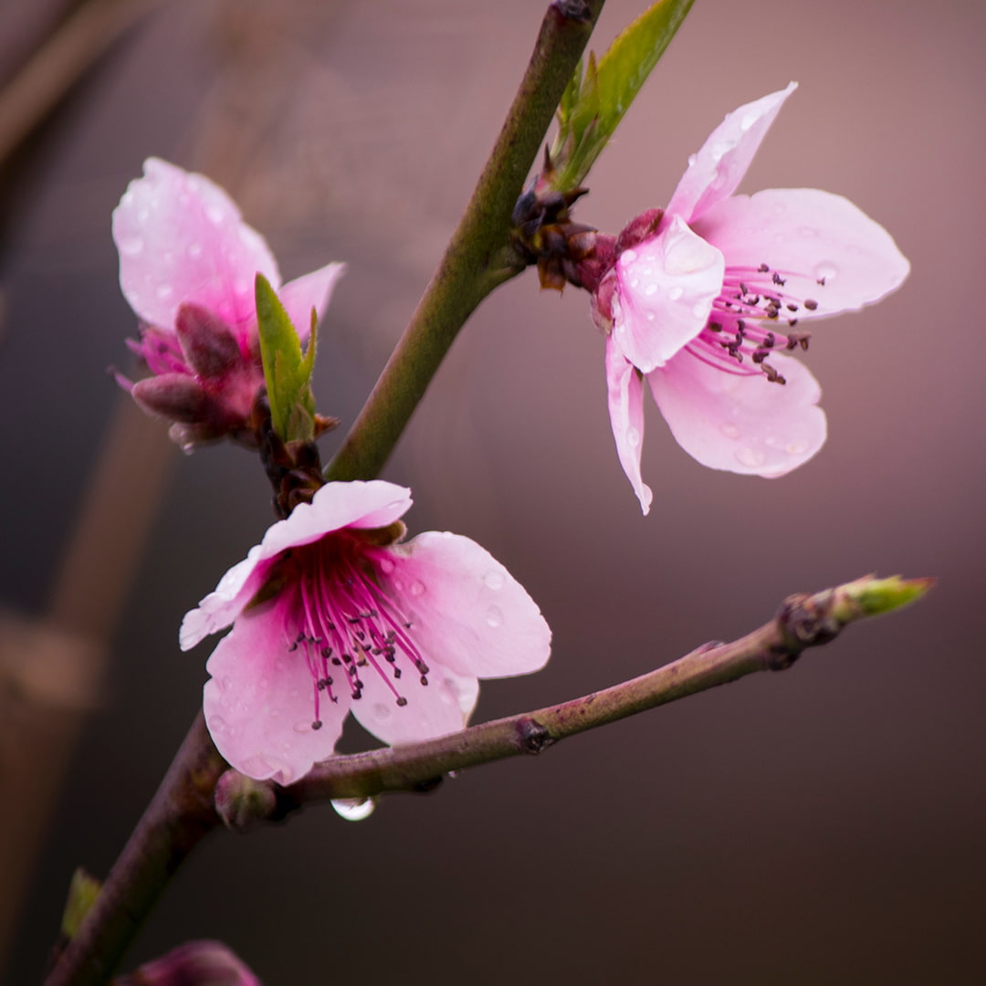 Flower Peach Blossom Kathmandu Morning Dew