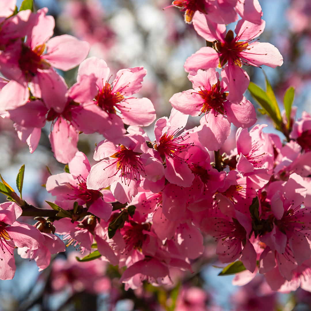 Flower Peach Tree