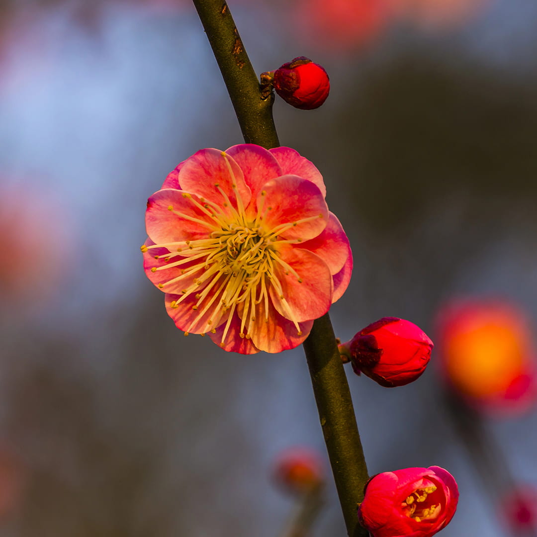 Flower Plum Blossom Tree China