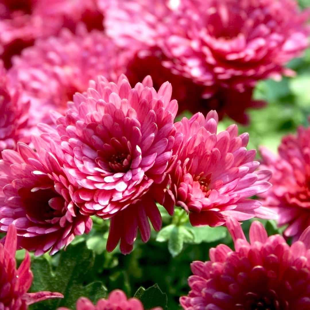 Flowering Pink Chrysanthemums