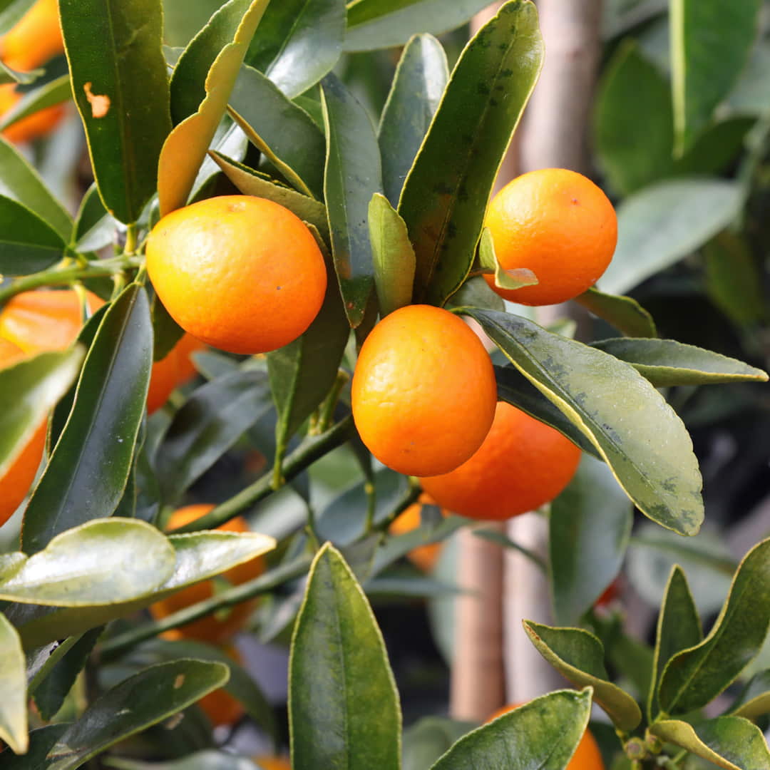 Kumquat Tree Orange