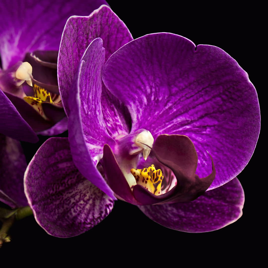 Purple Orchid Flower