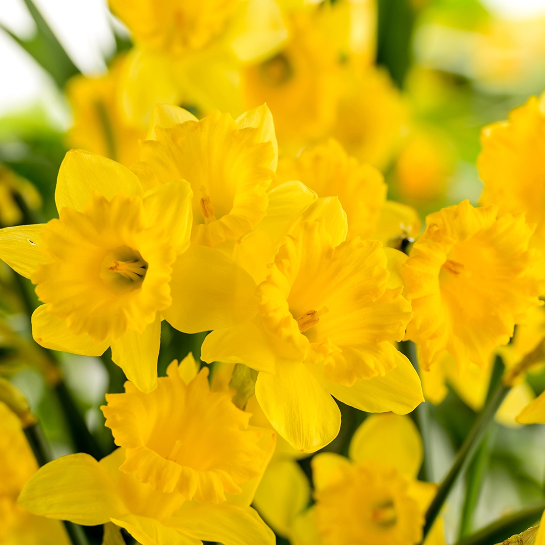 Detail Of Yellow Narcissus Spring Flower