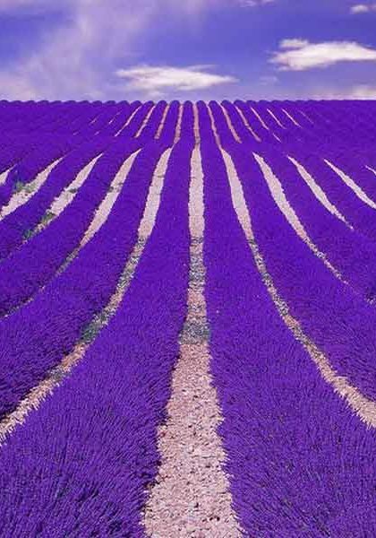 Lavender Field Outdoor Perfume