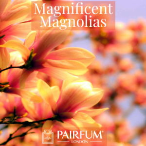 Magnificent Magnolias Windsor Park Fragrance Ingredient