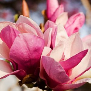 Perfumery Ingredient Natural Essential Oil Pink Magnolia Flower