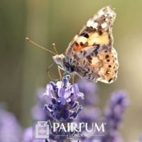 PERFUME TREND BUTTERFLY ON LAVENDER FLOWER