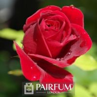 PERFUME INNOVATION RED ROSE GREEN BACKGROUND