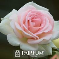 PERFUME TREND ROSE FLOWER WHITE AND PINK