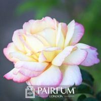 FRAGRANCE TREND WHITE ROSE FLOWER IN SUN
