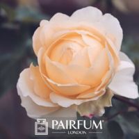 PERFUME TREND YELLOW AND PINK ROSE FLOWER