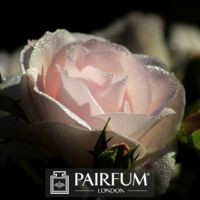 PERFUME WHITE ROSE IN SHADE